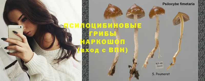 гидра   Тулун  Псилоцибиновые грибы MAGIC MUSHROOMS 